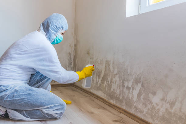 Licensed Mold Testing service in Garner, NC - WQB Mold Removal